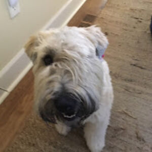 calliewinters avatar