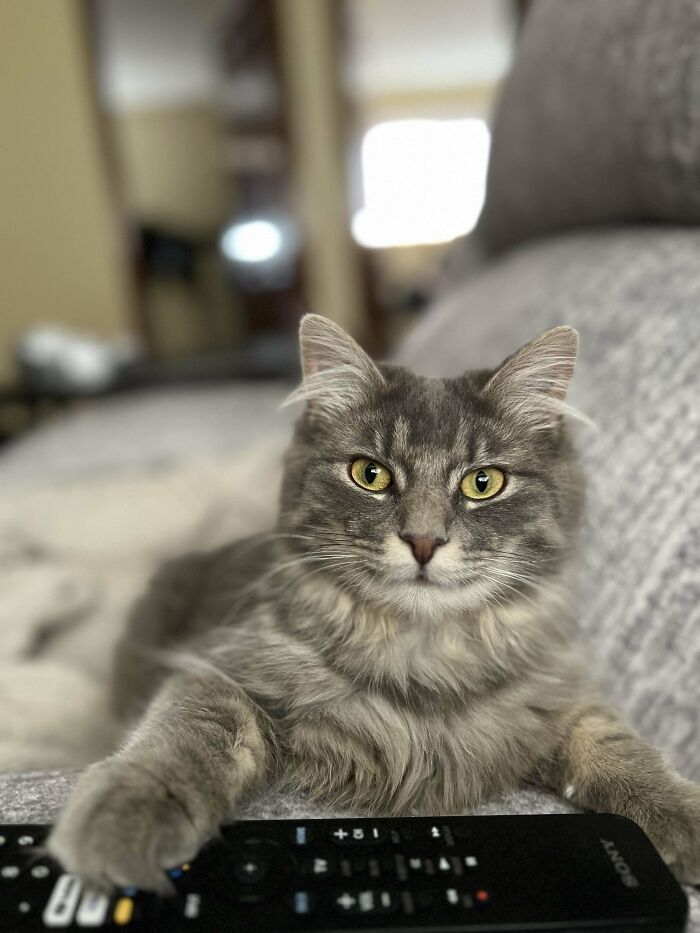 Adopted This Guy From A Shelter! 