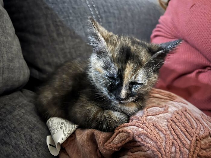 We Welcomed Chai To Her New Home