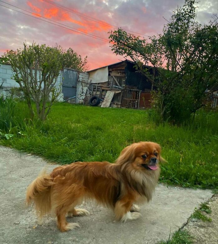 I Adopted This Sweetie Last Week! Say Hello To Charlie!