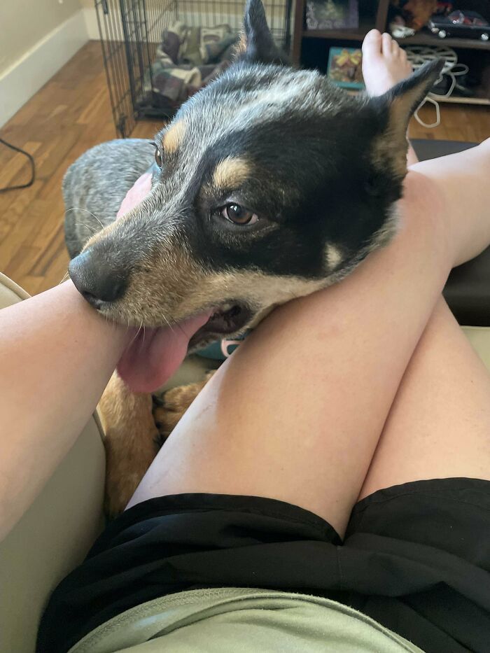 My Son (6) Has Been Begging Me For A Dog. He’s At His Dad’s For The Week, So I’m Surprising Him! Meet Bentley, The 1 Year Old Reecue Heeler