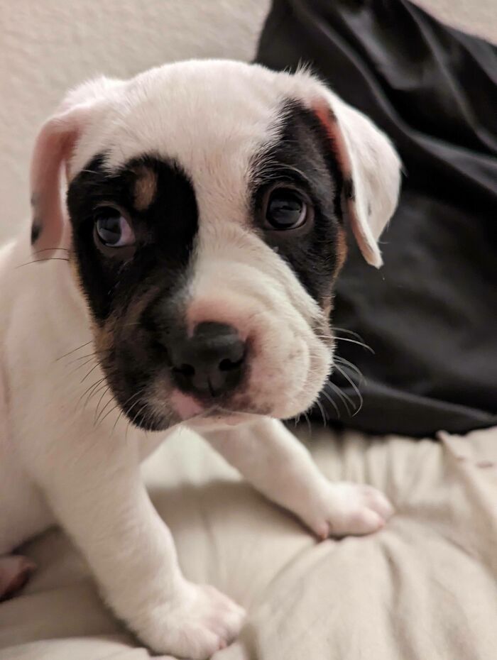We Just Adopted This Sweet Girl, She's Six Weeks Old