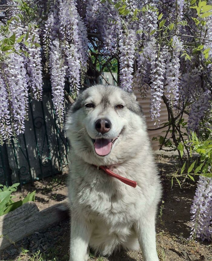 Look At This Happy Dog!!! She Was The Smallest Of Her Siblings And No One Wanted To Take Her. And I Took! She Seems To Really Love Me❤️