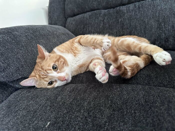 My New Baby Atticus! He Spent Over A Year Waiting To Be Adopted! Obviously I’m Not Getting Much Done Today!