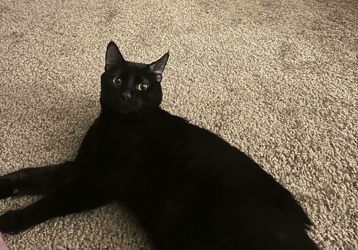 I Adopted My First Cat From A Shelter Today. I Expected Him To Need At Least A Few Weeks To Adjust, But He’s Been Glued To My Side Since He Came Home. Meet Oscar!