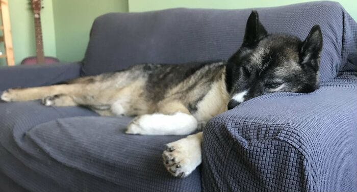Loki Was In The Shelter Over A Year. He Seems To Like His New Bed And Our Soft Clover