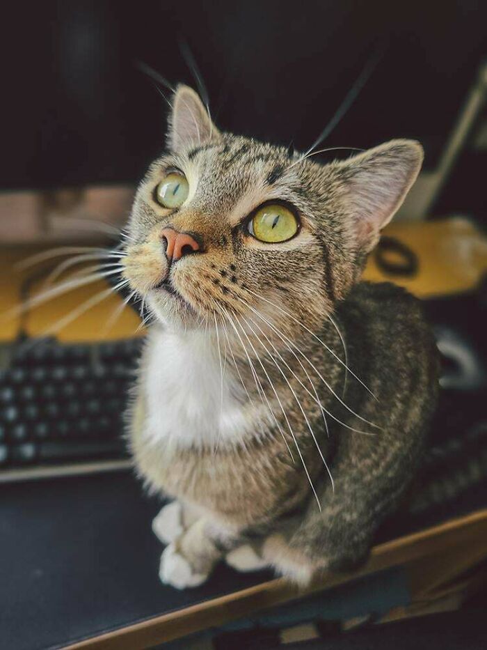 Met My Sister's New 2yr Old Cat, Tigger, For The First Time Today