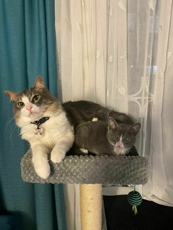 My 2 Year Old Cat Already Accepted Our New Kitten. It's Been 24 Hours. He's Very Protective Of Her Already