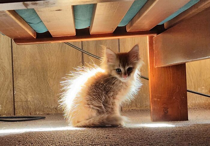 We Just Adopted This Little Boy An Hour Ago. We Plan On Calling Him Icarus 