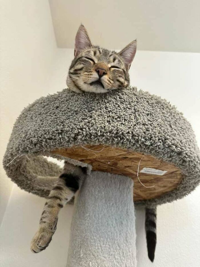 About To Adopt This Little (Big) Boy From The Shelter I Work At. He Went A Year With No Applications, And Now, I'm Finally Financially Ready For A Cat!