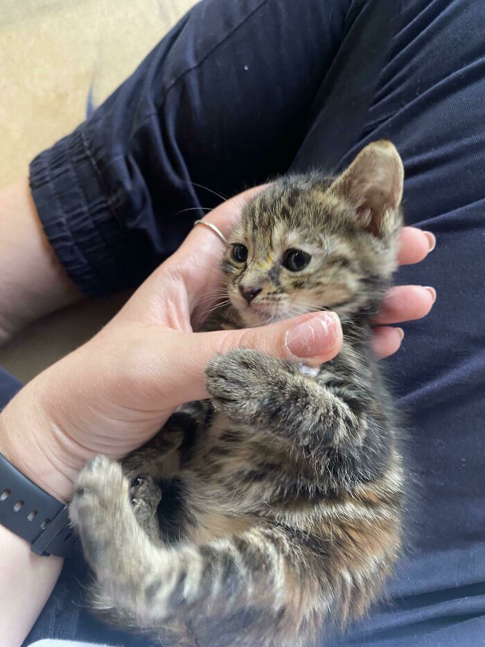 My Friend Adopted This Cute Little Thing