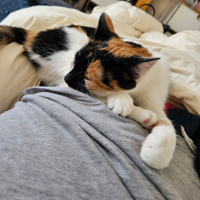 Adopted My First Cat