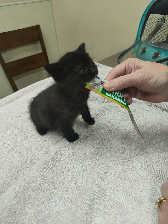 This Little Girl Was Found On The Highway With People Driving Over Her. We Have Taken Her In. Meet Serafina!