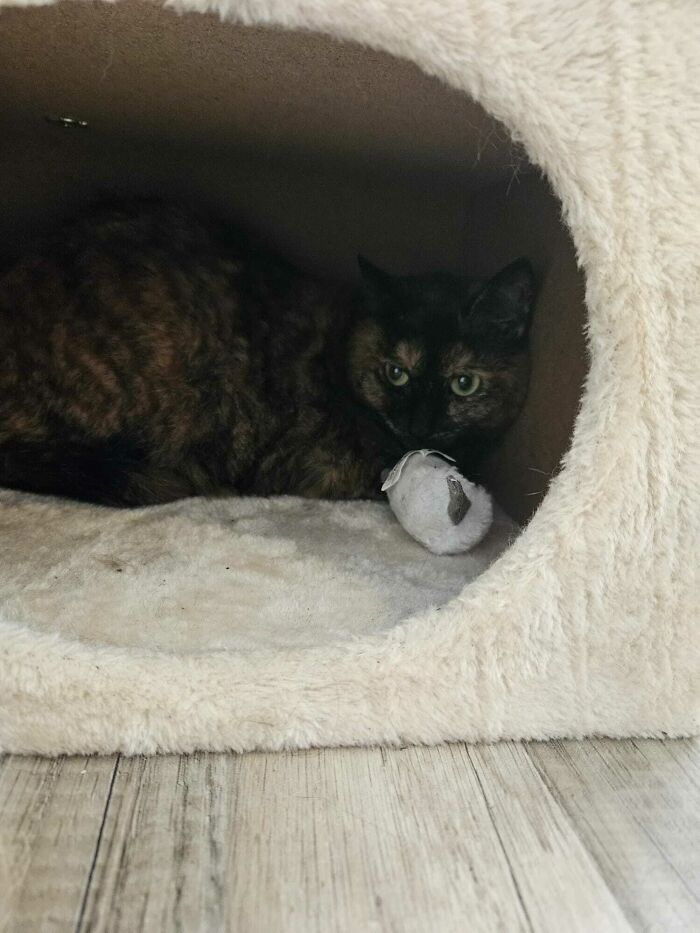 We've Adopted Our Second Cat And She's Been Hiding For Over 8 Hours Now