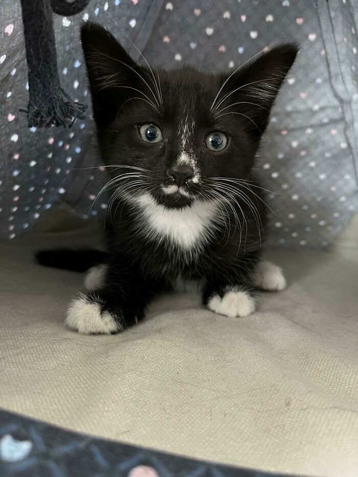 Saw A Sign That Said Free Kittens So Now I Have A Free Kitten