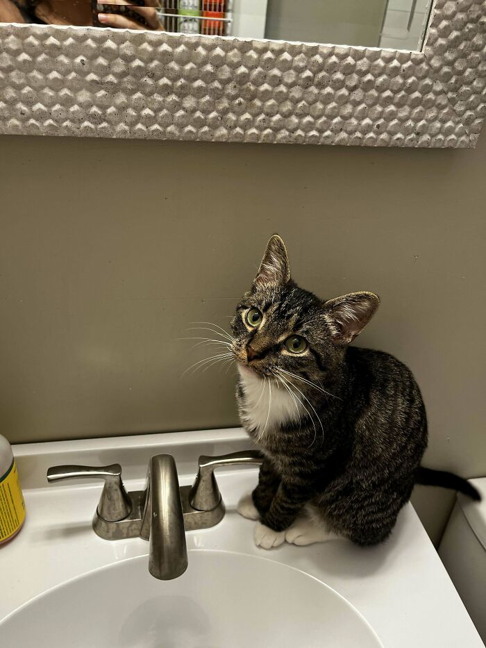 After Years Of Wanting A Cat, My Partner And I Adopted A Kitten Right Before My Mcat!! She Is My Good Luck Charm