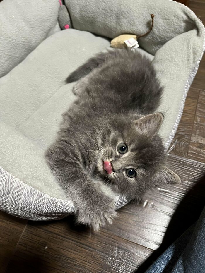 Just Brought This Little Girl Home. Her Name Is Rupee!