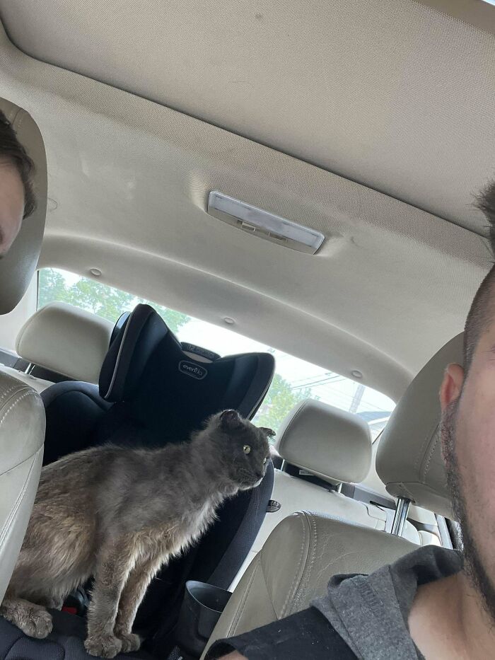 Found Him Abandoned. Poor Old Cat. Sweet As Can Be, Named Him Toothless