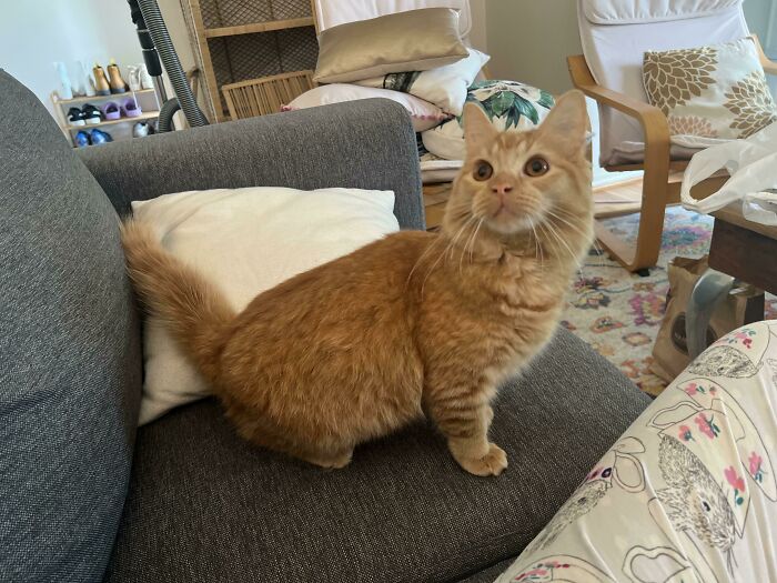 My Partner And I Just Moved In Together And Adopted This Little Man