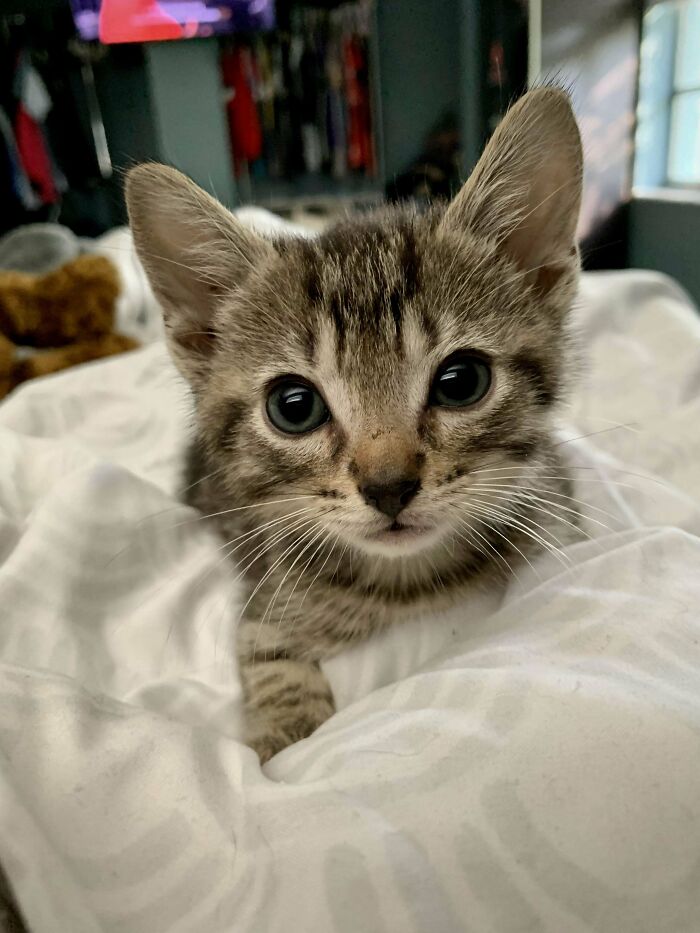 We Foster Failed With Gus Oops 