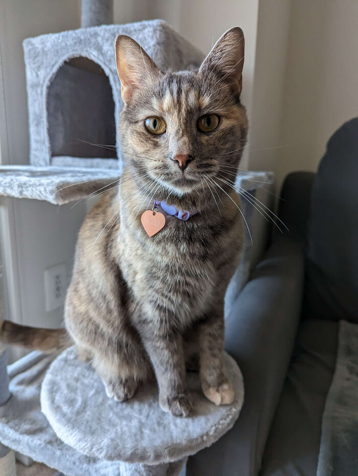 Everyone Meet Layla! Our Beautiful New Family Member!