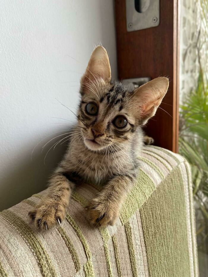 Our New Family Member