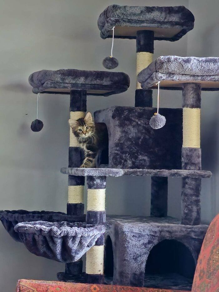 My Sister's New Kitty