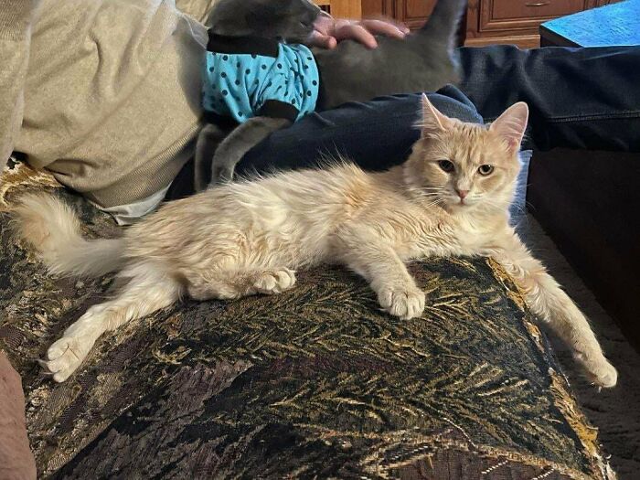 Adopting This Sweet Girl On Thursday And Need Help With A Name - Our Top 2 Are Tuna And Calamari