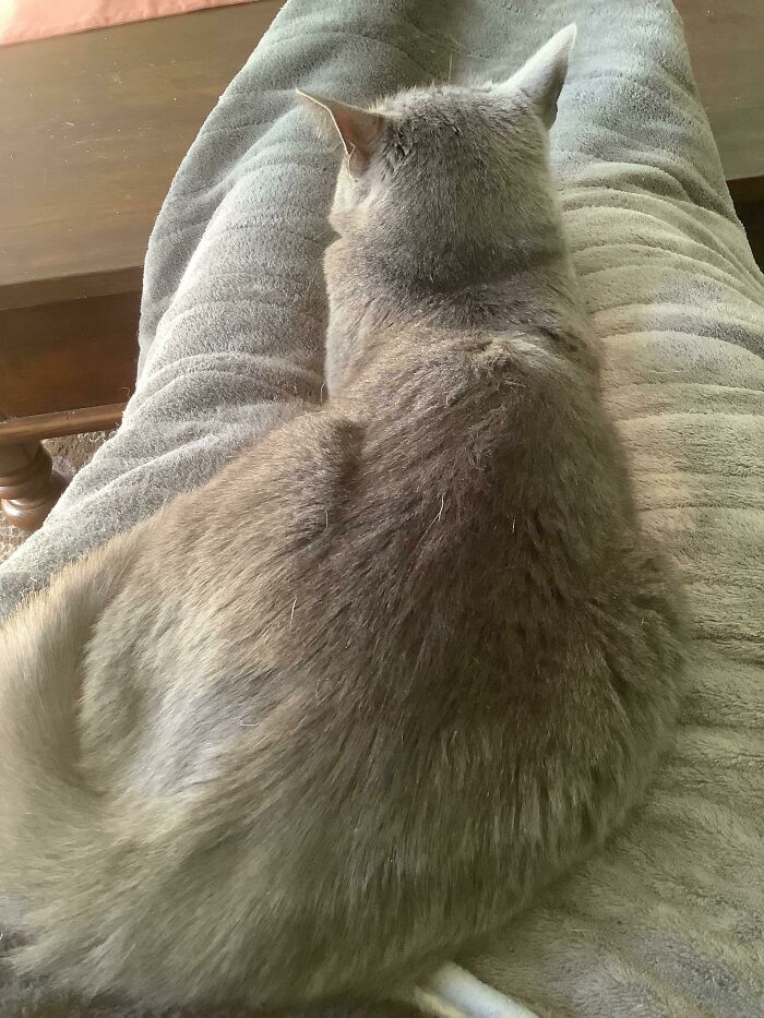 Update On Eddie, The Feral Cat No That One Wanted, Who Needed Lots Of Space….currently Chilling On My Lap