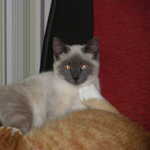 mpyndur25berttrand55 avatar