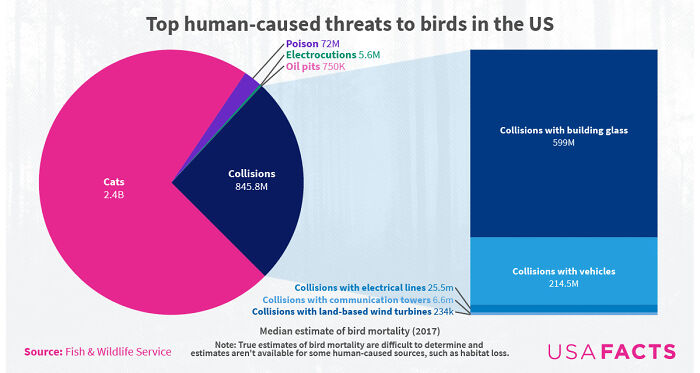 Top Human-Caused Threats To Birds In The Us