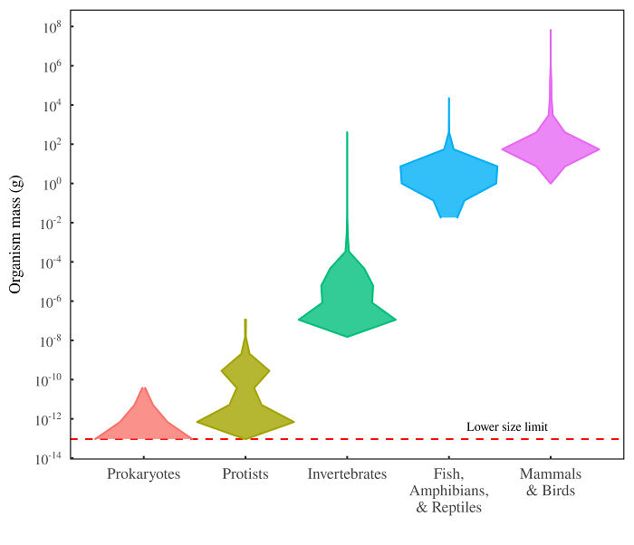 Size Niches Of Life On Earth