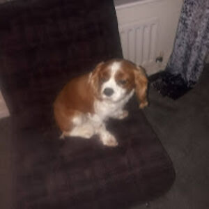 richardcartwright avatar