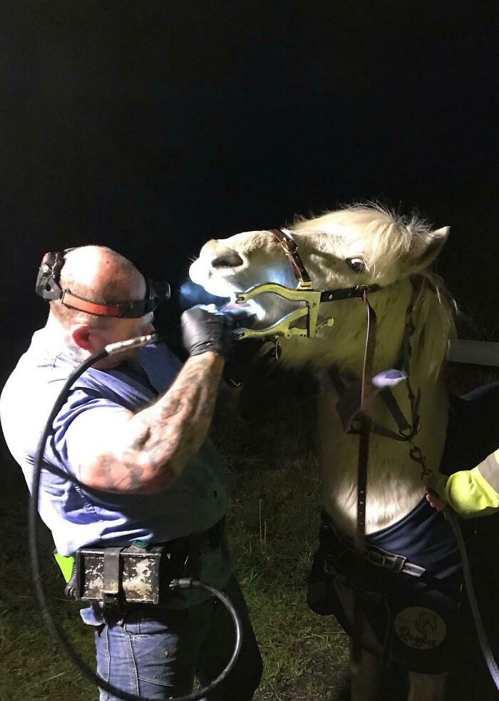 The Equine Dentist