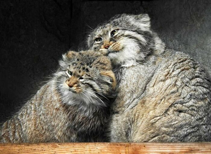 The Pallas Cats