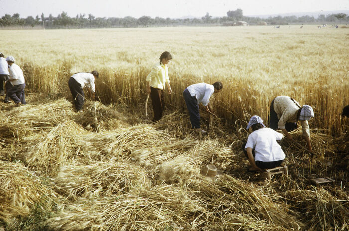 The Wheat Harvest