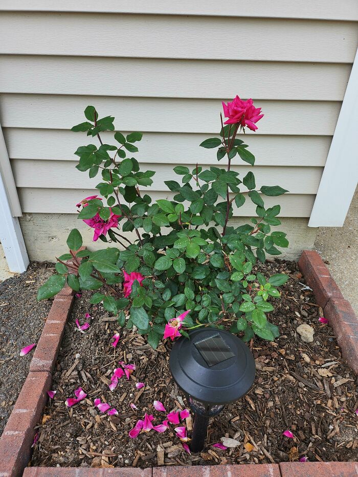 Someone Came And Cut A Dozen Roses Off My Rose Bushes