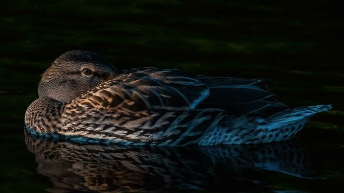 I Was Told To Post This Mallard Here