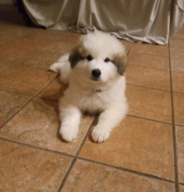 Our Great Pyrenees "Portnoy" (Who Now Weighs 120 Lbs). Named After One Of The World's Best Drummers
