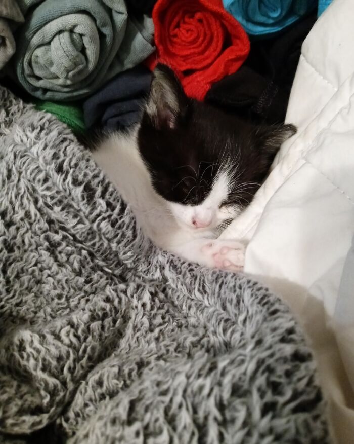 Valkyrie, Approximately 1.5 Months