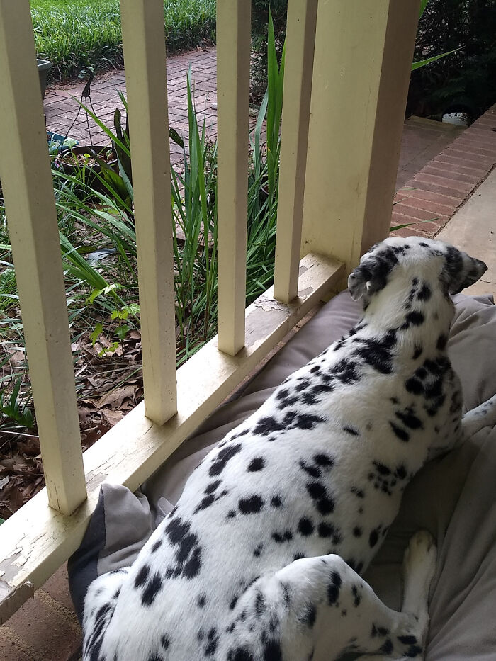 She Turns 15 In 2 Weeks. Just Got Back From Doggie Physical Therapy For Her Back Legs, And Still Wants To Hang Out With Daddy To Watch The Sunset