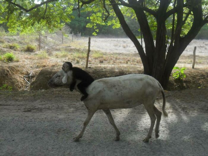 So My Friend Saw A Monkey Riding A Goat