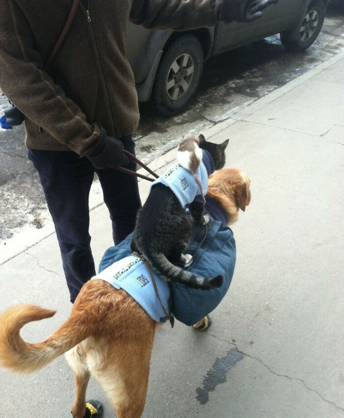 A Rat Riding A Cat Riding A Dog