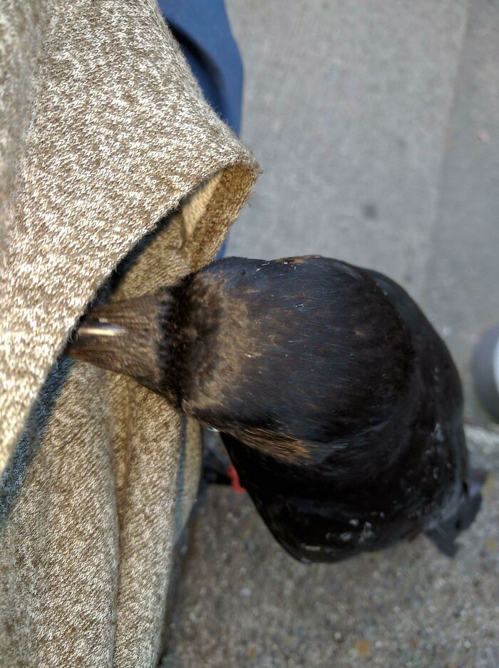 Crow looking whats in the pocket