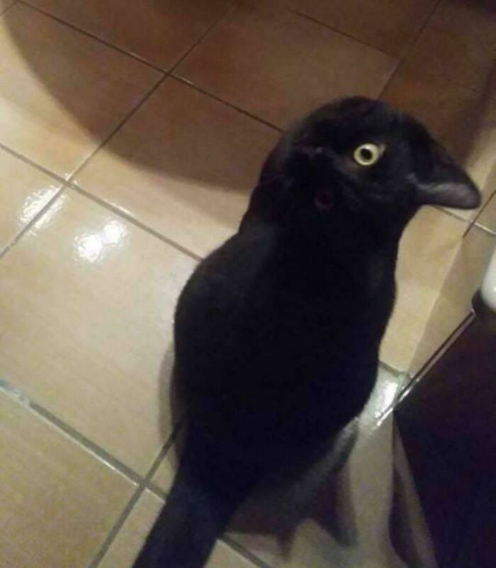 Cat looking like crow