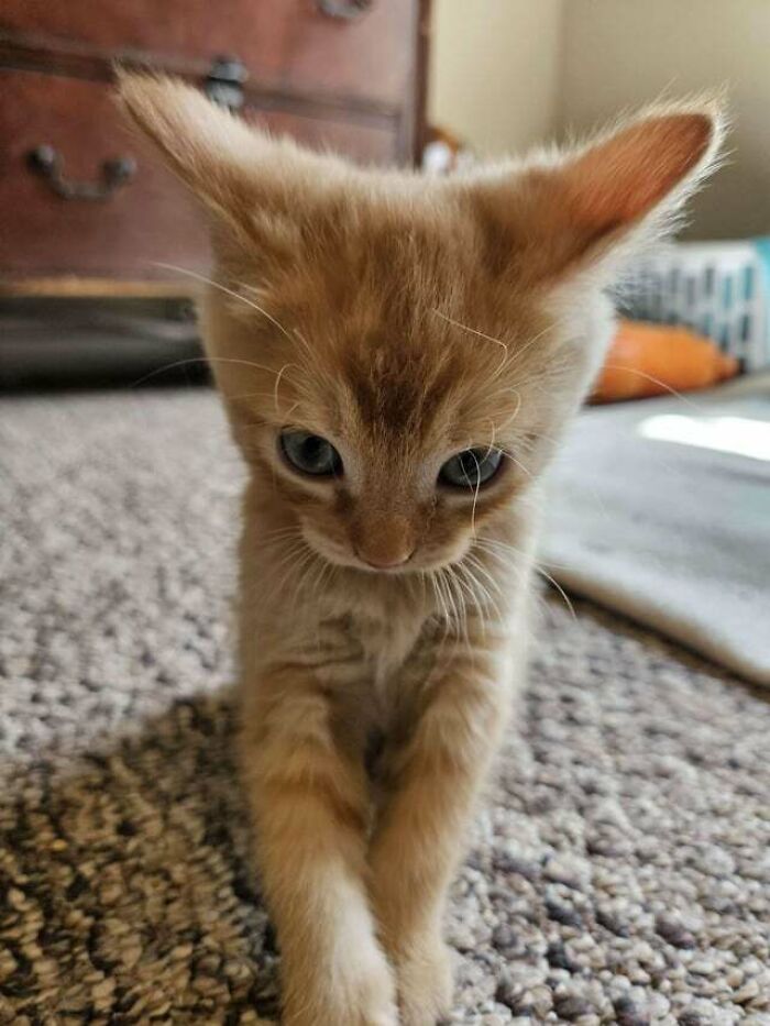 close-up a red kitten with blue eyes
