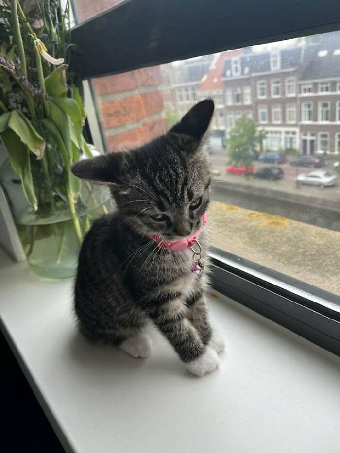 the kitten with a pink collar sitting near the window