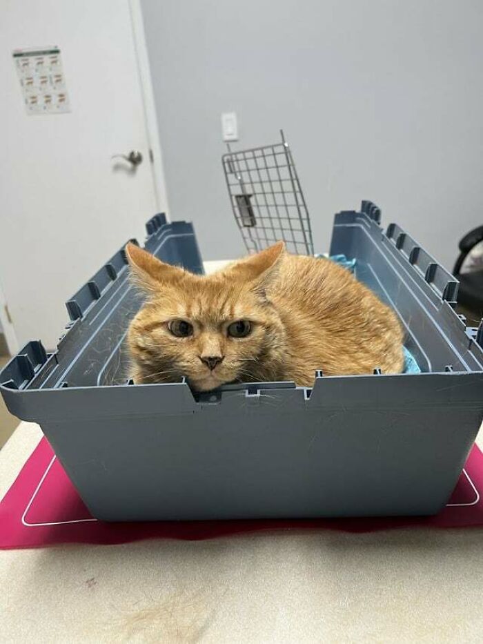 a red cat peeking out of the pet carrier