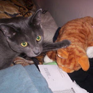 nicoleomalley avatar