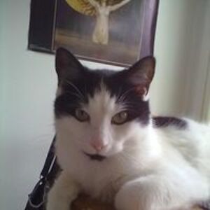 elisabetjonsson avatar